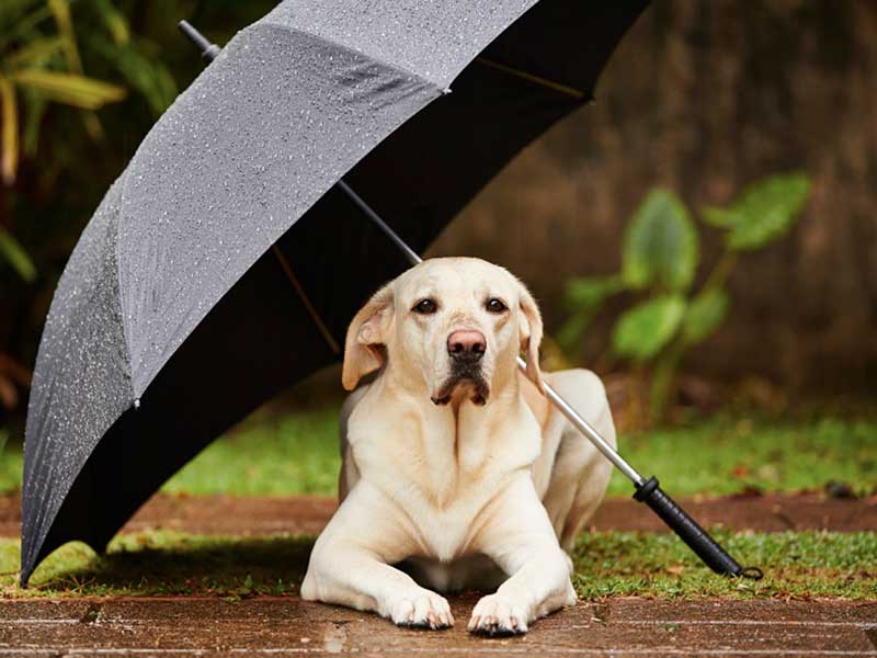 A Dog With an umbrella