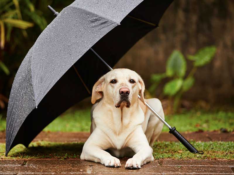 Featured image for “3 Ways to Protect Your Home From Summer Storms”