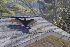 The bird at a house roof