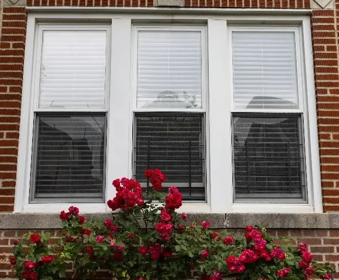 Red rose bush in front of three single-hung windows in Delaware home
